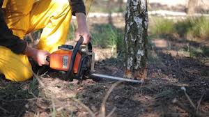 How Our Tree Care Process Works  in  Lincoln Heights, OH