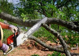 Best Tree and Shrub Care  in Lincoln Heights, OH