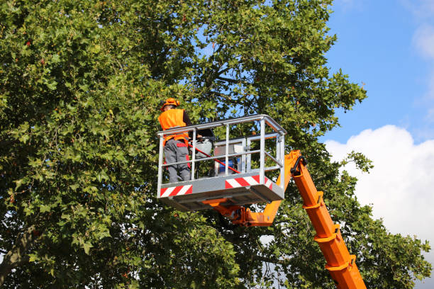 Best Tree Removal  in Lincoln Heights, OH