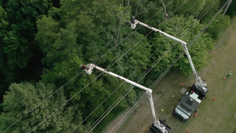 Lincoln Heights, OH Tree Care  Company