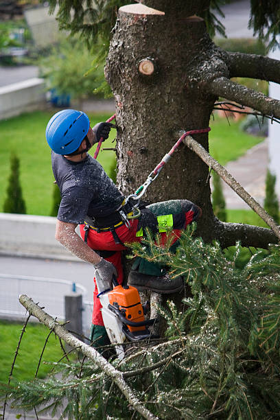 Best Tree Risk Assessment  in Lincoln Heights, OH