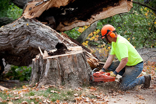 Lawn Renovation and Restoration in Lincoln Heights, OH