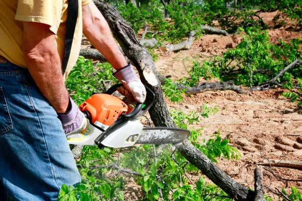 Leaf Removal in Lincoln Heights, OH